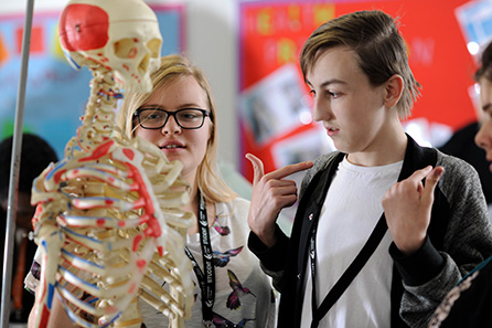 Two students in front of a model skeleton identify the clavicle bone